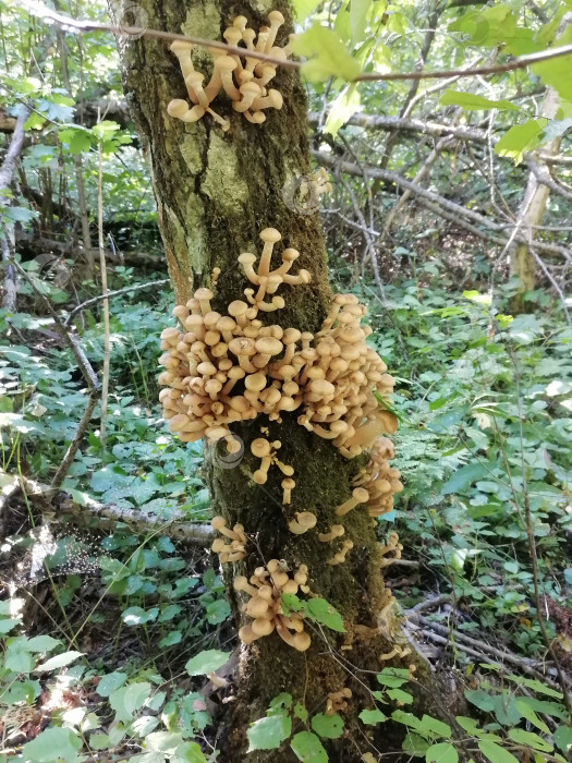 Скачать Опята на дереве фотосток Ozero