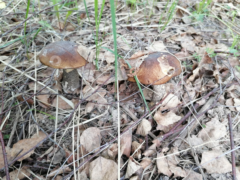 Скачать Гриб подберёзовик, фотосток Ozero