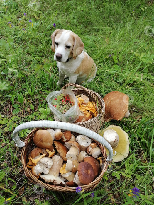 Скачать Собака сидит у корзин фотосток Ozero