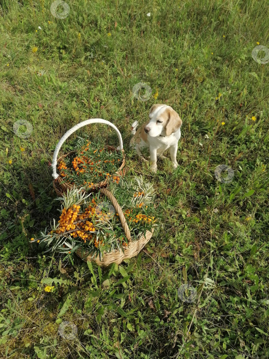 Скачать Собака сидит у корзинки фотосток Ozero