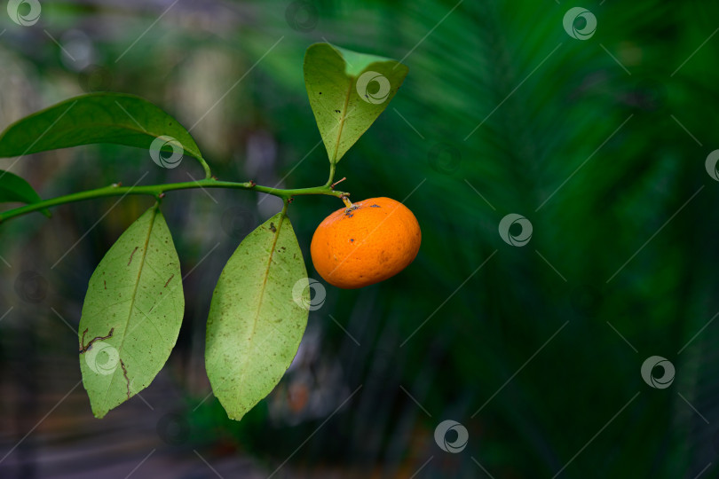 Скачать Крупный план спелого клементина, свисающего с ветки с зелеными листьями. Концепция натурального выращивания цитрусовых и свежего урожая. фотосток Ozero