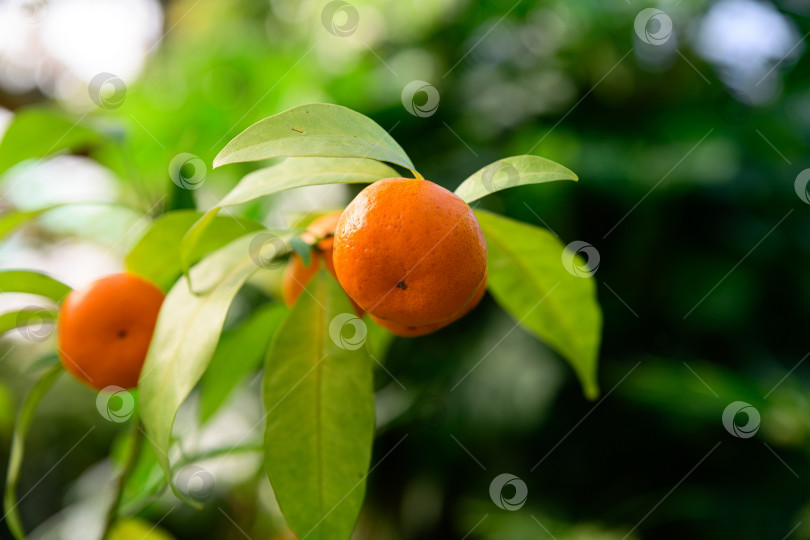 Скачать Плоды клементина созревают на покрытой листвой ветке на открытом воздухе. Цитрусовый гибрид мандарина и апельсина демонстрирует сезонный рост. фотосток Ozero