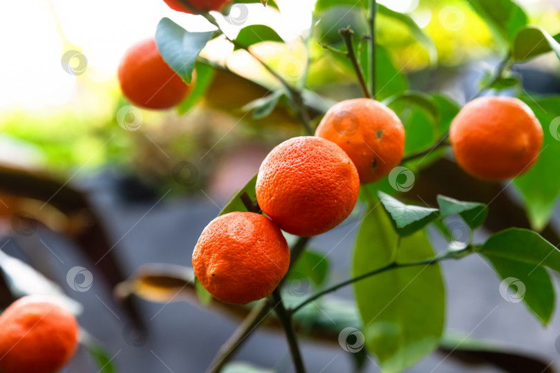 Скачать Плоды рангпурского лайма, собранные в гроздья на ветке с глянцевыми листьями. Макросъемка, показывающая текстуру и цвет декоративного цитрусового растения фотосток Ozero