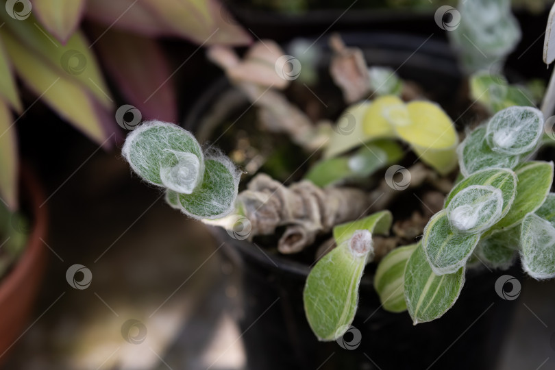 Скачать Традесканция силламонтана пестрая (Tradescantia sillamontana variegata) с пушистыми листьями вблизи. Мягкая текстура, похожая на паутинку, на ветвях создает неповторимое ботаническое настроение. фотосток Ozero