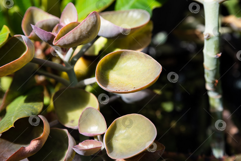 Скачать Каланхоэ ньикае - сочное растение с толстыми чашевидными листьями, видимыми вблизи. Уникальная текстура зеленой листвы в современном ботаническом стиле и естественном спокойном настроении. фотосток Ozero