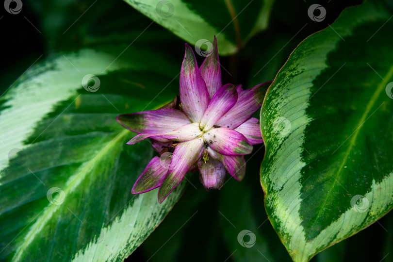 Скачать Крупный план цветка Калатеи Миа с нежными розовыми прицветниками, окруженного узорчатыми зелеными листьями, тропическое декоративное растение на естественном фоне фотосток Ozero