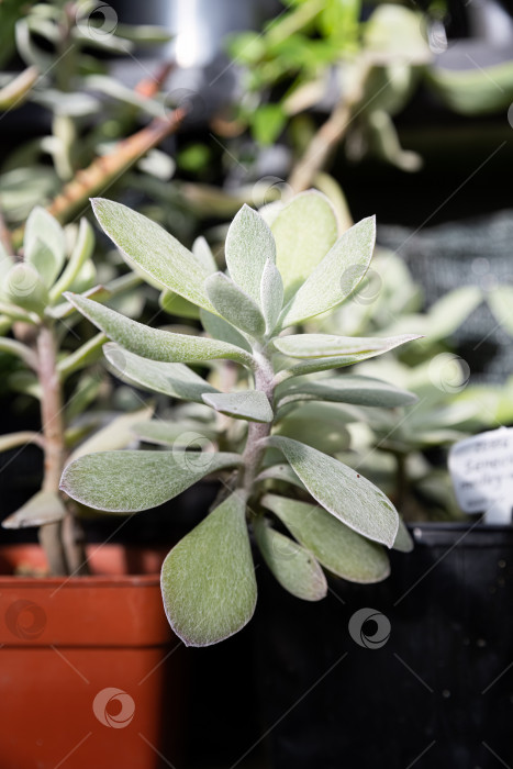 Скачать В ярком помещении с естественным освещением можно увидеть Сенецио медли Вудии (Senecio medley Woodii) в горшке со свисающими сердцевидными листьями и тонкими стеблями. фотосток Ozero