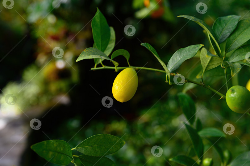 Скачать Ветка лаймквата с желтыми и зелеными плодами, растущими вместе. Цитрусовые флоридана на разных стадиях созревания в саду фотосток Ozero
