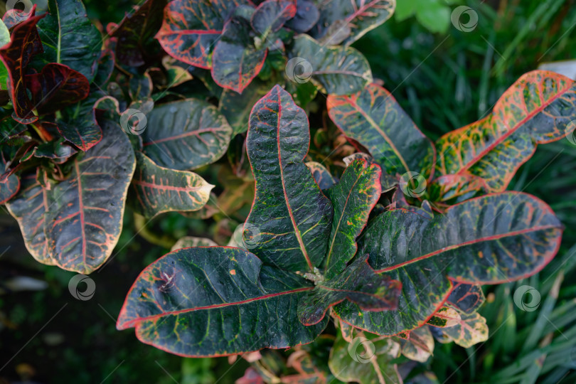 Скачать Тропическая декоративная листва croton Codiaeum variegatum с широкими пестрыми листьями и яркими прожилками, используемая для оформления декоративных растений фотосток Ozero