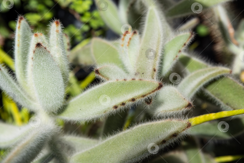 Скачать Крупный план пушистых веток каланхоэ томентоза, демонстрирующих мягкие пушистые листья естественных зеленых тонов в минималистичной яркой обстановке. фотосток Ozero