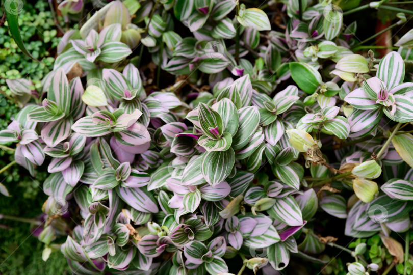 Скачать Крупный план листьев традесканции флуминенсис Пинк Хилл в мягких розовых и зеленых тонах. Листья декоративного комнатного растения с нежной окраской и текстурой. фотосток Ozero