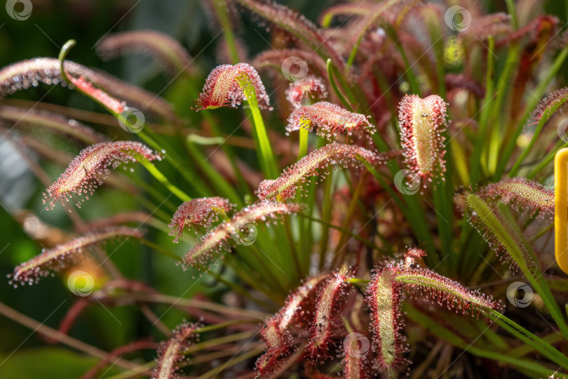 Скачать Крупный план drosera capensis с липкими капельками росы на хищных листьях, растущих в горшке, демонстрирующих естественную текстуру для улавливания насекомых фотосток Ozero
