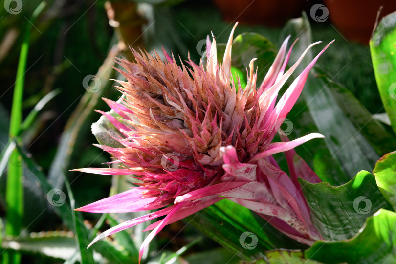 Скачать Крупный план соцветия Эхмеи бромелиевой с розовыми прицветниками и текстурированной серединкой. Экзотический тропический цветок с ярким цветом и структурой. фотосток Ozero