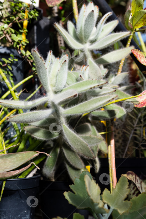 Скачать Полный вид каланхоэ томентоза Пушистое Уззи в горшке, демонстрирующий его вертикальные ветви и пушистые листья в чистом, светлом помещении. фотосток Ozero