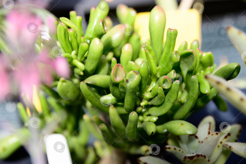 Скачать Крупный план кораллового растения Crassula ovata, демонстрирующего толстые сочные листья с ярко-зелеными и коралловыми краями при естественном освещении, подчеркивающем текстуру и детали. фотосток Ozero