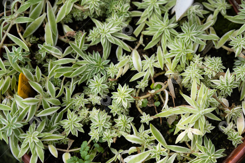 Скачать Крупный план листвы Sedum lineare Variegatum с узкими зелеными листьями кремового цвета по краям. Декоративное сочное почвопокровное растение с прекрасной текстурой и отличным ростом. фотосток Ozero