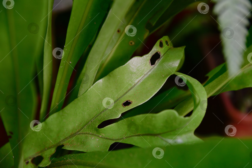 Скачать Детальный обзор Microsorum punctatum ramo cristatum с ярко-зелеными листьями папоротника и гладкой поверхностью. Идеальный фон из тропических растений и ботаническая концепция. фотосток Ozero