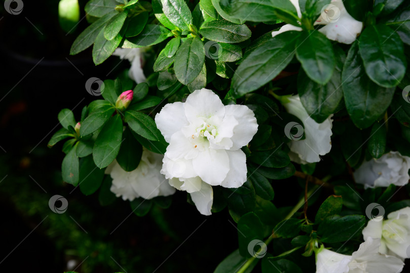 Скачать Белоснежные цветы рододендрона-азалии с глянцевыми зелеными листьями. Весной и летом они цветут при естественном освещении, выражая безмятежность, свежесть и радость. фотосток Ozero