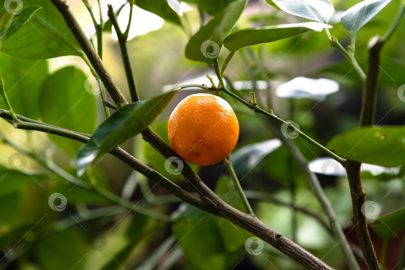Скачать Одиночный спелый плод каламондина, свисающий с ветки с зелеными листьями. Крупный план гибрида цитрусовых citrofortunella с текстурированной кожурой оранжевого цвета. фотосток Ozero