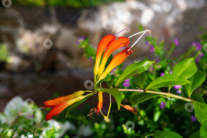 Скачать Крупный план цветка Eschynanthus speciosus с ярко-оранжевыми трубчатыми соцветиями и глянцевыми зелеными листьями. Тропическое комнатное растение с яркой окраской. фотосток Ozero