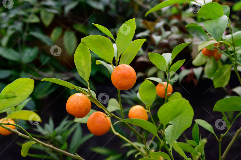 Скачать Спелые цитрусовые плоды каламондина на ветвях с зелеными листьями. Декоративная микрокарпа citrofortunella широко выращивается как комнатное и садовое растение. фотосток Ozero