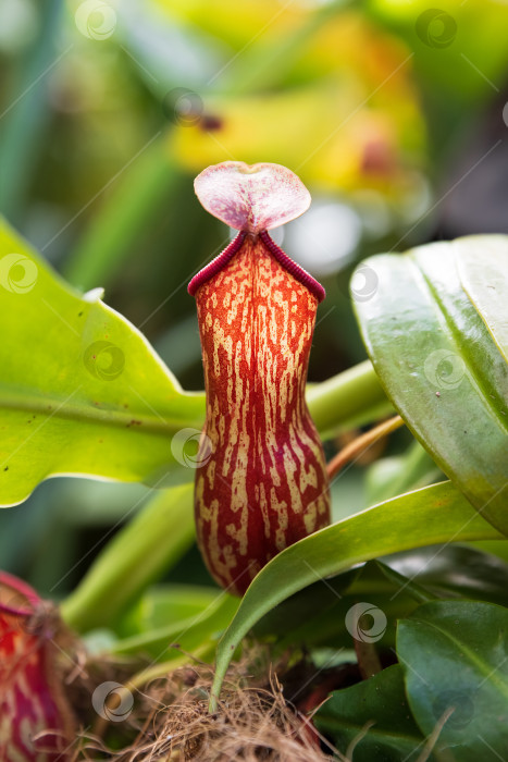 Скачать Крупный план цветка Непентес Сент-Гайя с нежной структурой и зелеными тонами. Редкий вид плотоядного кувшинного растения, цветущего в тропических условиях. фотосток Ozero