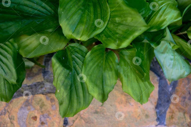 Скачать Листва тропического растения Distichochlamys citrina с широкими зелеными листьями и естественными деталями поверхности, подходящими для ботанической и природной тематики фотосток Ozero