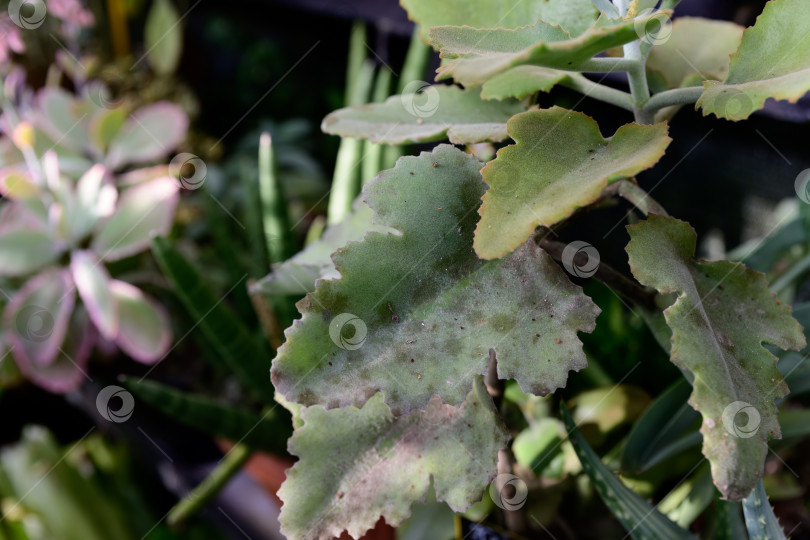 Скачать Крупный план дубовой листвы каланхоэ бехаренсис с крупными бархатистыми листьями. Декоративный суккулент с текстурированной поверхностью и скульптурной тропической формой. фотосток Ozero