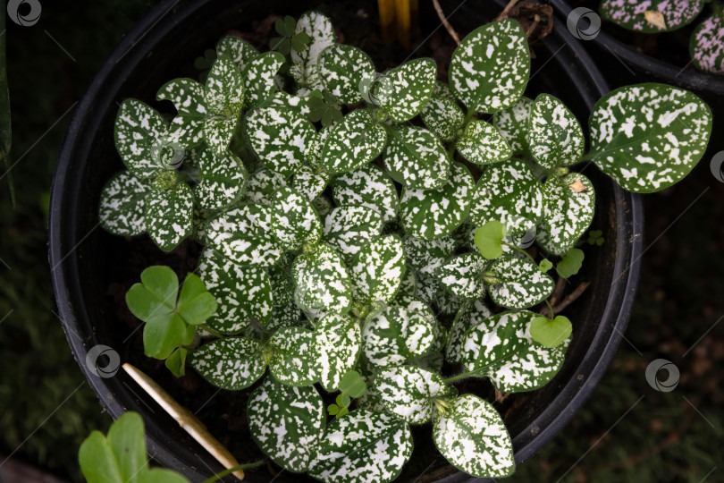 Скачать Вид сверху на зеленое растение Hypoestes phyllostachya, растущее в горшке. Декоративное комнатное растение с густой листвой и естественной тропической текстурой. фотосток Ozero