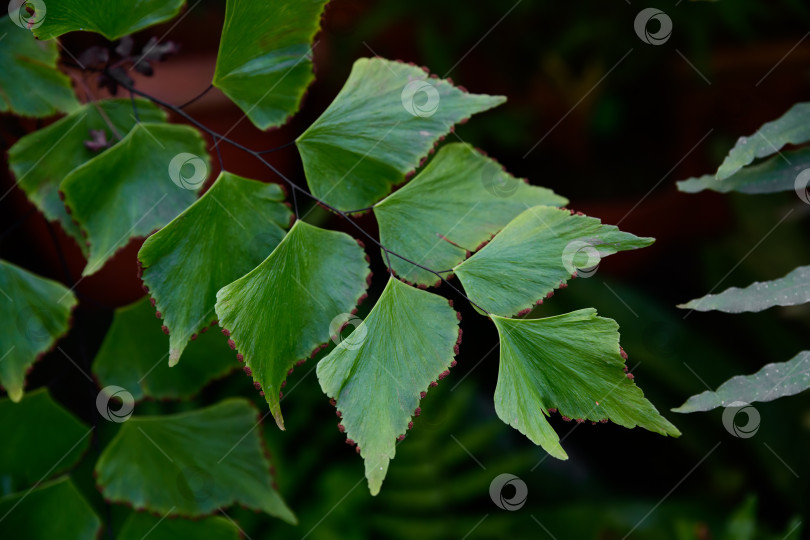 Скачать Декоративный папоротник Adiantum trapeziforme с элегантными веерообразными листьями и мягкими зелеными тонами, ботанический фон из листвы для создания концепций природы и растений. фотосток Ozero