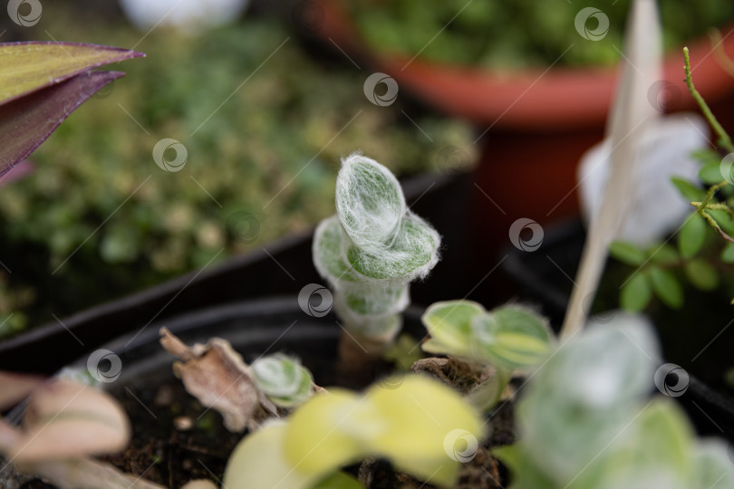 Скачать Посмотрите вблизи на ветви традесканции силламонтаны разнообразной с бархатистыми листьями, похожими на паутину. Декоративное растение, текстура которого демонстрирует мягкость и естественную красоту. фотосток Ozero