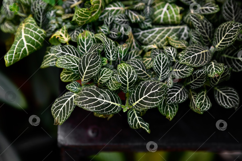 Скачать Густая листва фиттонии альбивенис с контрастными белыми прожилками на темно-зеленых листьях. Текстура декоративного тропического растения идеально подходит для создания фона на природе. фотосток Ozero