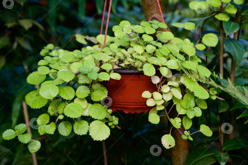 Скачать Плектрантус вертикальный (Plectranthus verticillatus) с ярко-зелеными округлыми листьями, образующими густую стелющуюся листву, в подвесном горшке на открытом воздухе фотосток Ozero