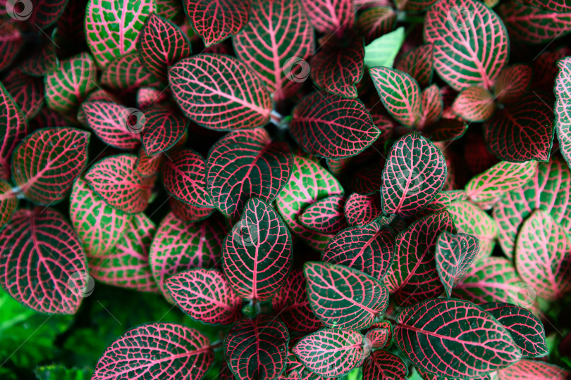 Скачать Крупный план фиттонии альбивенис с темно-красными прожилками на листьях, образующих густой тропический узор на естественном ботаническом фоне фотосток Ozero
