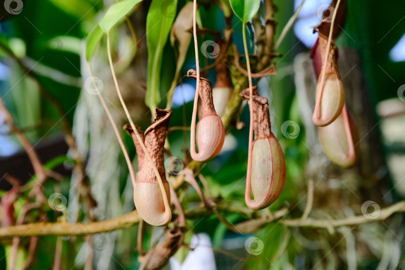 Скачать Крупный план кувшинного растения Непентес с увядшими ловушками, свисающими среди зеленых листьев. Тропическая хищная листва демонстрирует старение и естественное увядание. фотосток Ozero