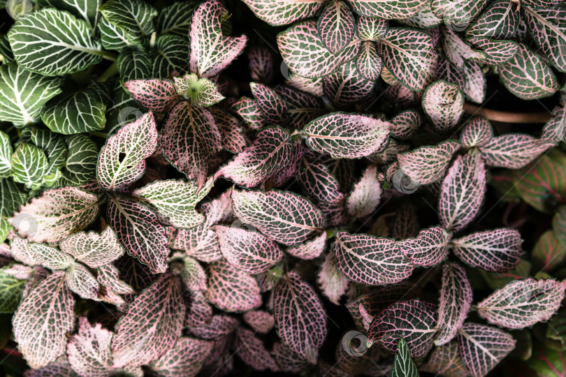 Скачать Вид сверху на фиттонию альбивенис с бледно-розовыми листьями с прожилками, образующими мягкую пастельную текстуру тропической листвы, декоративный ботанический фон фотосток Ozero