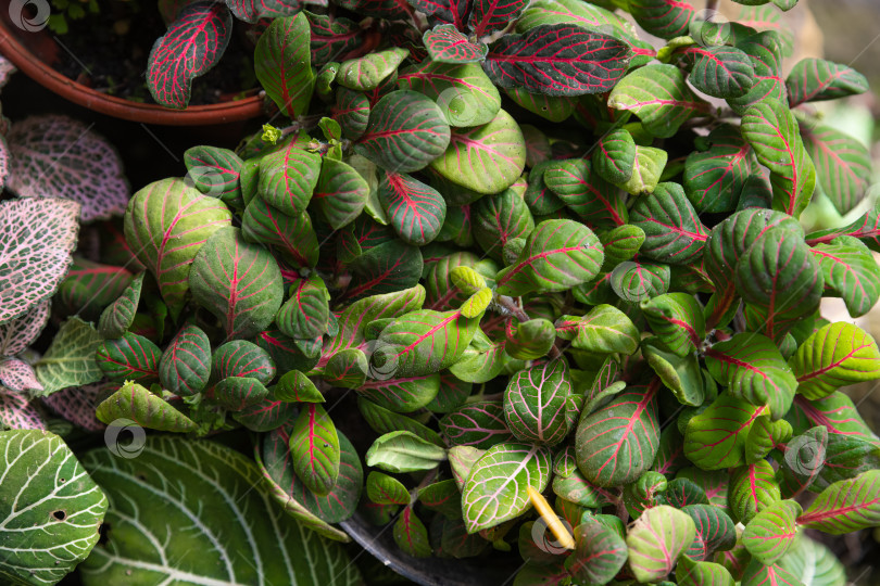 Скачать Вид сверху на фиттонию альбивенис с зелеными листьями и нежно-розовыми прожилками, которые густо разрастаются, создавая декоративную текстуру тропической листвы фотосток Ozero