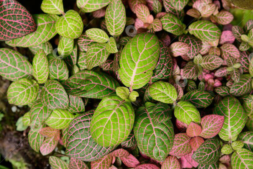 Скачать Вид сверху на фиттонию альбивенис с зелеными листьями и ярко-розовыми прожилками, образующими густой тропический узор листвы, декоративную ботаническую текстуру фотосток Ozero