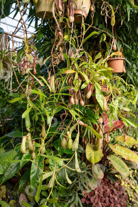 Скачать Подвесные кувшинные растения Непентес, растущие в горшках с множеством полезных для здоровья ловушек. Тропическая оранжерея с пышной хищной листвой и вертикальным ростом. фотосток Ozero