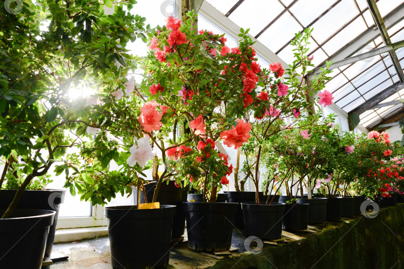Скачать Цветущие рододендроны и азалии в горшках в солнечной теплице. Весенние и летние цветы со свежими зелеными листьями создают радостную яркую атмосферу. фотосток Ozero
