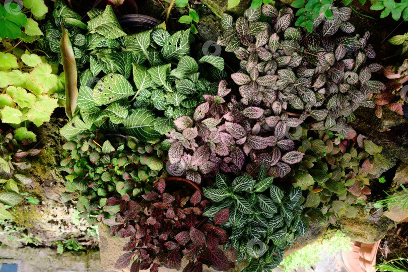 Скачать Вид сверху на красочные растения фиттонии с белыми розовыми и красными прожилками на листьях которые растут вместе создавая яркий тропический узор фотосток Ozero