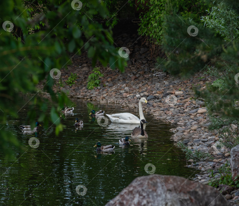 Скачать Пруд с утками и лебедем. Вокруг камни и зелень. Спокойная и умиротворяющая сцена. фотосток Ozero