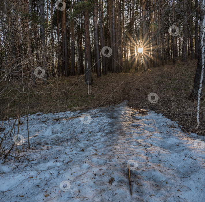 Скачать Лес с высокими деревьями. На земле лежит снег, но он уже тает. Солнце светит сквозь деревья, создавая длинные тени. фотосток Ozero