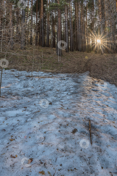 Скачать Лес с высокими деревьями. На земле лежит снег, но он уже тает. Солнце светит сквозь деревья, создавая длинные тени. фотосток Ozero
