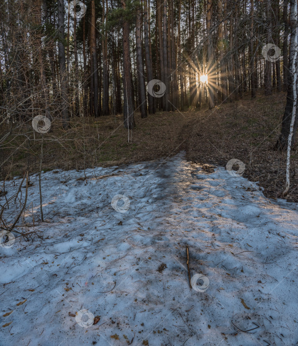 Скачать Лес с высокими деревьями. На земле лежит снег, но он уже тает. Солнце светит сквозь деревья, создавая длинные тени. фотосток Ozero