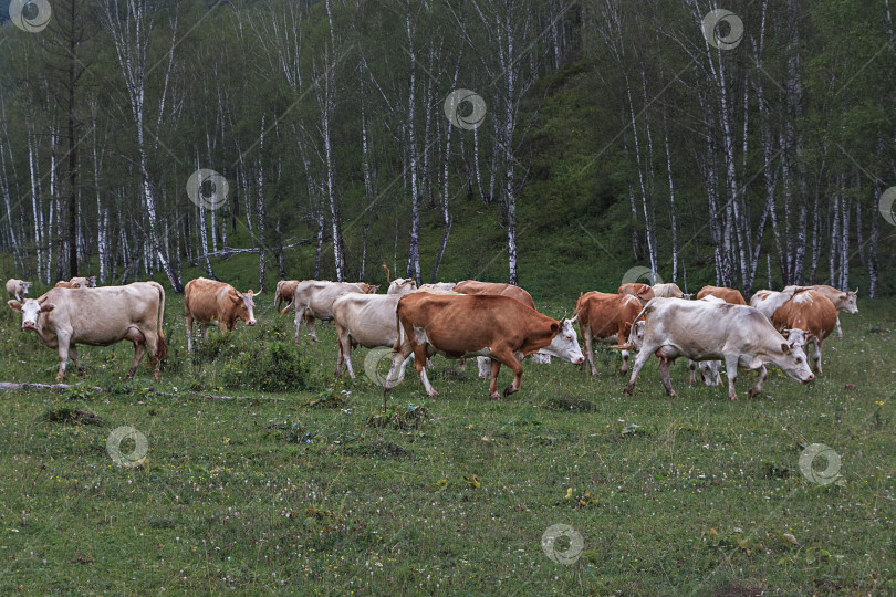 Скачать Стадо коров на лугу фотосток Ozero
