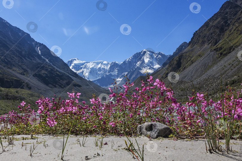 Скачать Цветы в горах фотосток Ozero