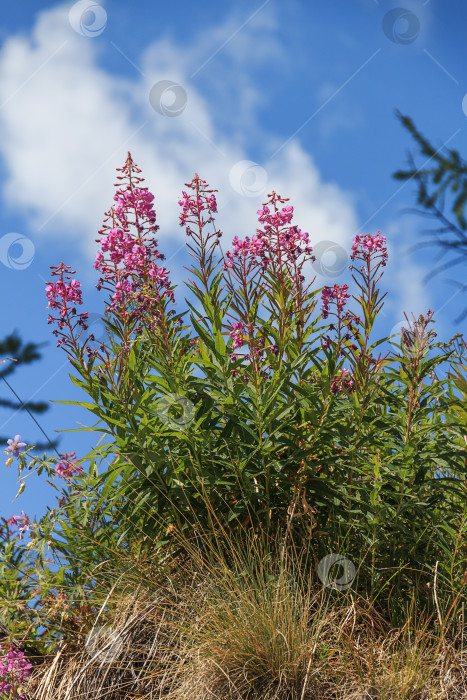 Скачать Цветущие растения на фоне неба фотосток Ozero