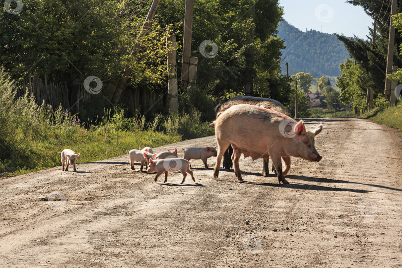 Скачать Свиньи с поросятами фотосток Ozero
