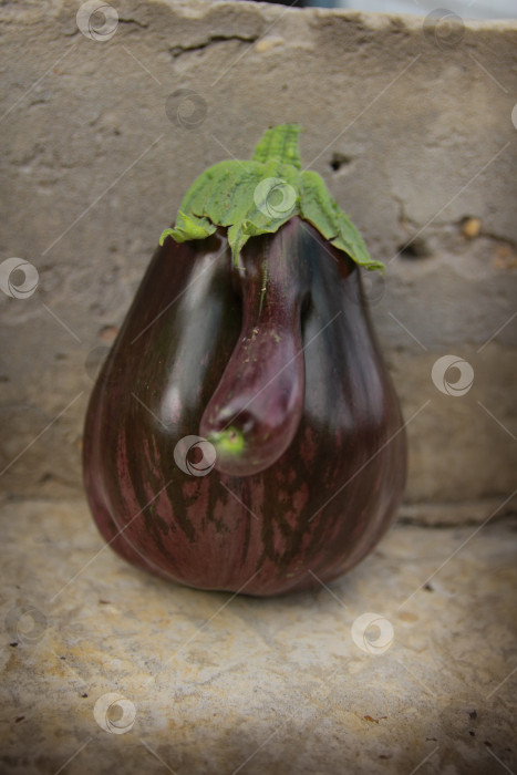 Скачать Баклажан фотосток Ozero